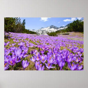 Flowers   Crocus Pirin Mountain Park Bulgaria Poster