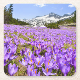 Flowers Crocus Pirin Mountain Park Bulgaria Square Paper Coaster