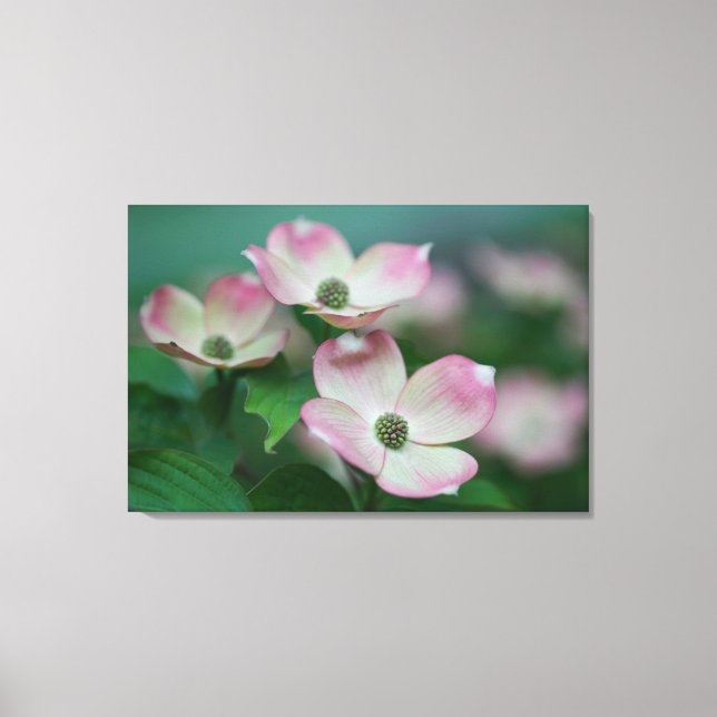 Flowers | Dogwood Blossoms Canvas Print (Front)