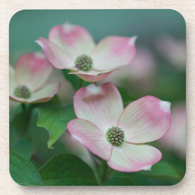 Flowers | Dogwood Blossoms Coaster (Front)