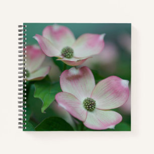 Flowers Dogwood Blossoms Notebook