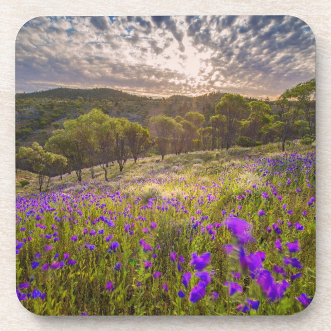 Flowers | Flinders Ranges Australia Coaster (Front)