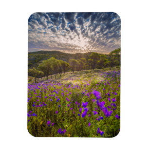 Flowers Flinders Ranges Australia Magnet