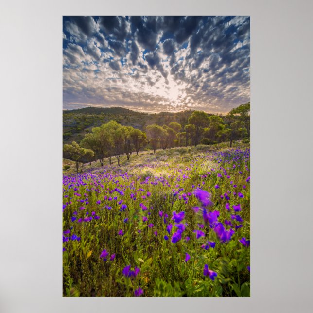 Flowers | Flinders Ranges Australia Poster (Front)