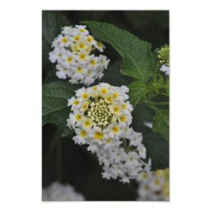 Flowers - Flores Photo Print