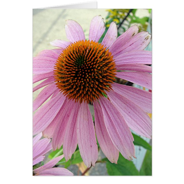 Flowers for Sale (Front)