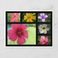 Flowers from Costa Rica