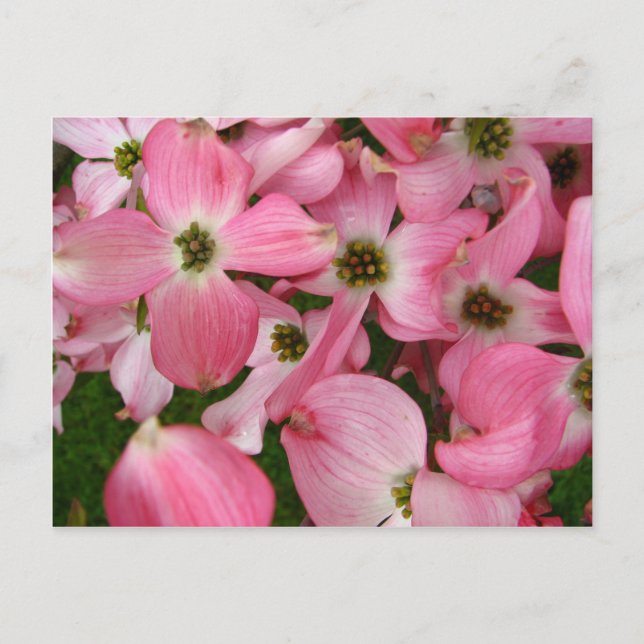Flowers from Dogwood Postcard (Front)