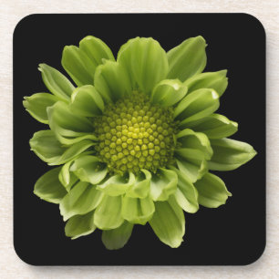 Flowers Green Chrysanthemum Coaster