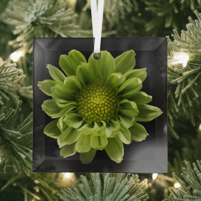 Flowers | Green Chrysanthemum Glass Tree Decoration (Insitu)