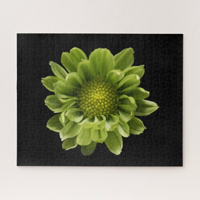 Flowers | Green Chrysanthemum Jigsaw Puzzle (Horizontal)