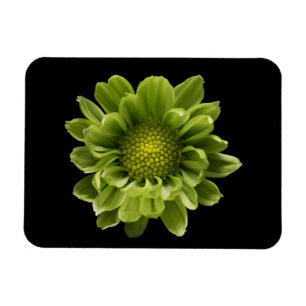 Flowers Green Chrysanthemum Magnet