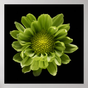 Flowers Green Chrysanthemum Poster