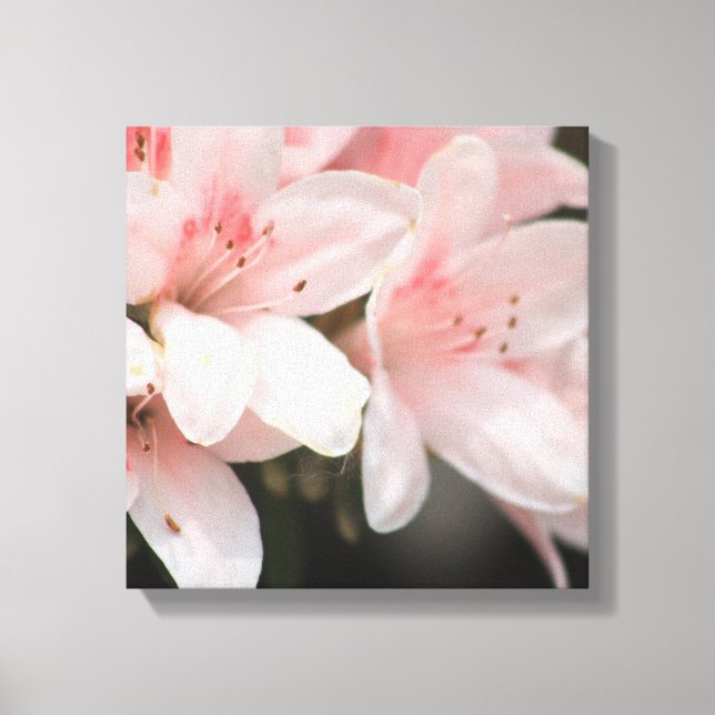 Flowers in Bloom Canvas Print (Front)