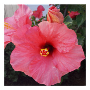 Flowers in Chania Crete,Greece Poster