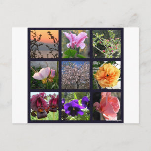 Flowers in Israel Postcard