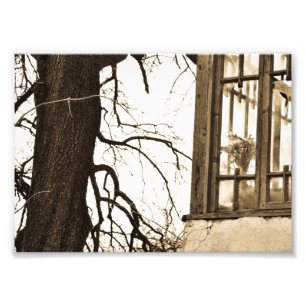 Flowers in Old House Photo Print