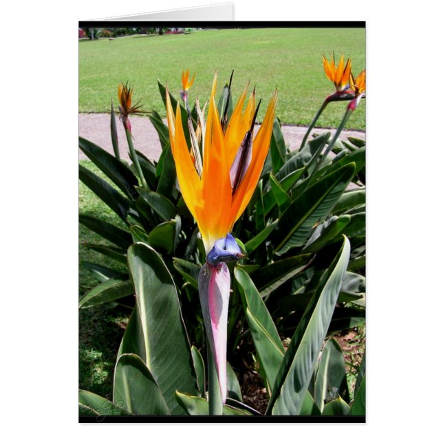 Flowers in Portugal Card (Front)