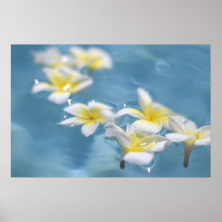 Flowers in water poster