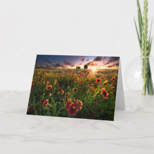 Flowers   Indian Blanket Wildflower Texas Card