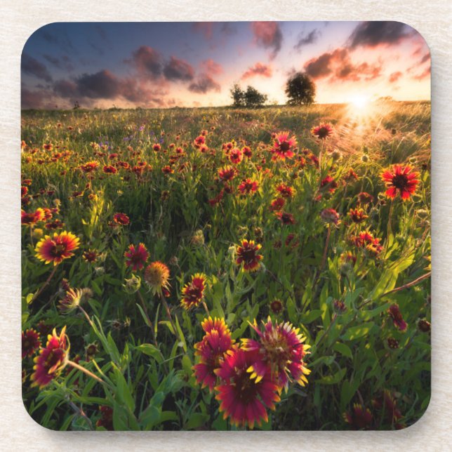 Flowers | Indian Blanket Wildflower Texas Coaster (Front)