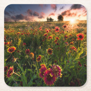 Flowers   Indian Blanket Wildflower Texas Square Paper Coaster