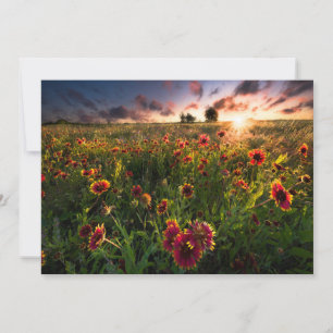 Flowers Indian Blanket Wildflower Texas Thank You Card