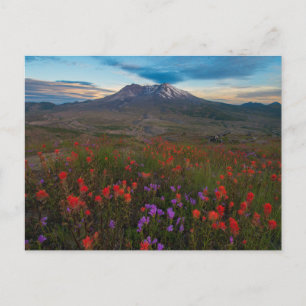 Flowers   Indian Paintbrush & Penstemon Postcard