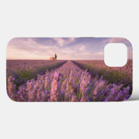 Flowers | Lavender Southern France