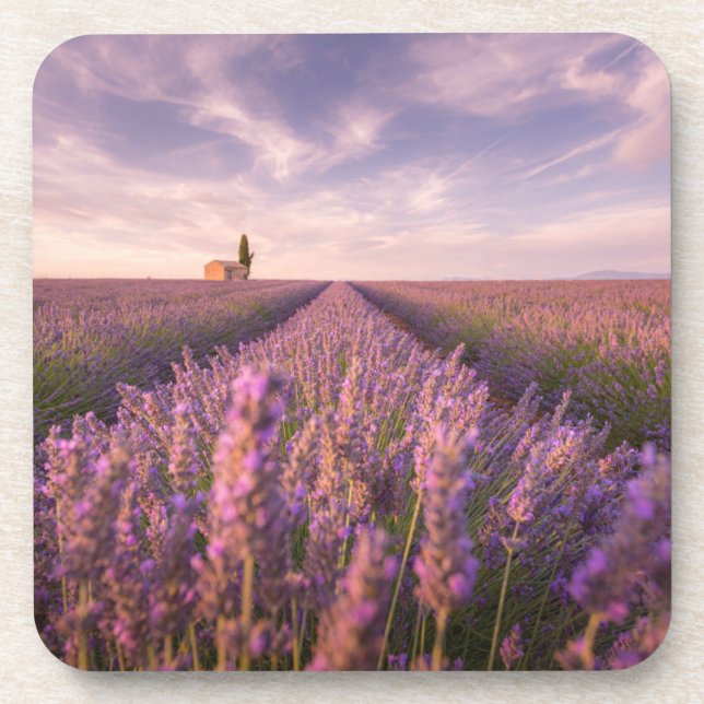 Flowers | Lavender Southern France Coaster (Front)