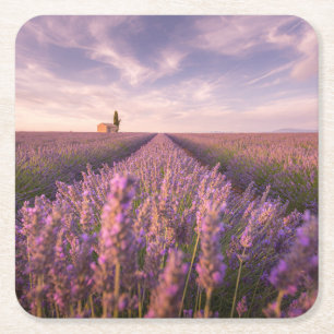 Flowers Lavender Southern France Square Paper Coaster