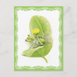 Flowers lilies postcard