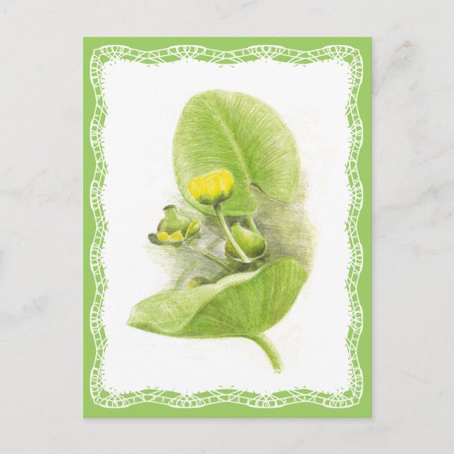 Flowers lilies postcard (Front)