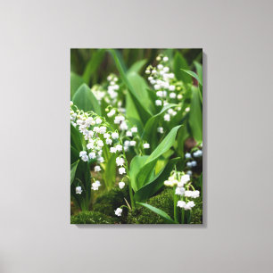 Flowers   Lily of the Valley Sweden Canvas Print