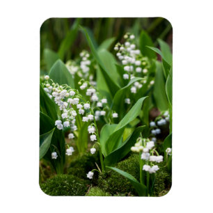 Flowers   Lily of the Valley Sweden Magnet