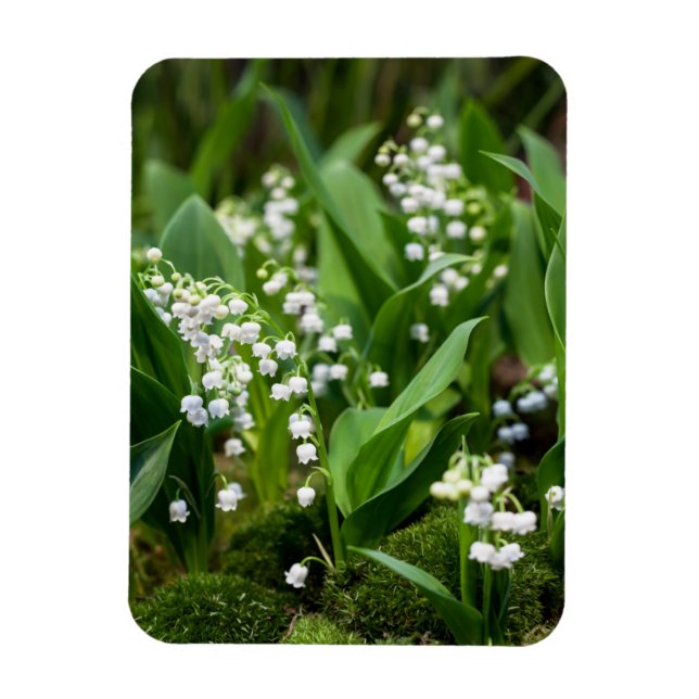 Flowers | Lily of the Valley Sweden Magnet (Vertical)