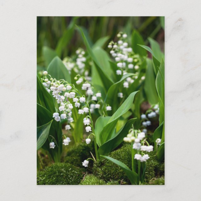 Flowers | Lily of the Valley Sweden Postcard (Front)