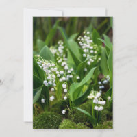 Flowers | Lily of the Valley Sweden