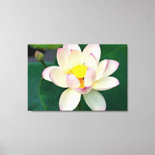 Flowers Lotus Water Flower Canvas Print