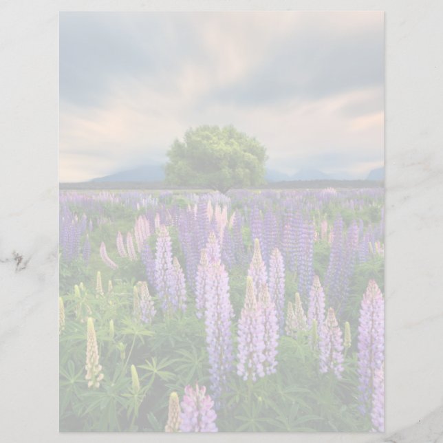 Flowers | Lupine Field in New Zealand (Front)