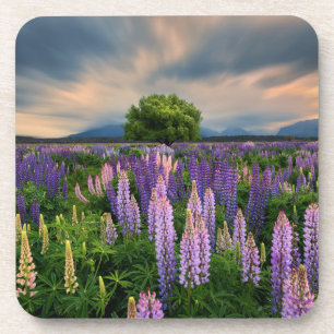 Flowers Lupine Field in New Zealand Coaster