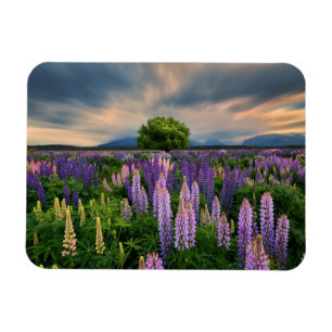 Flowers   Lupine Field in New Zealand Magnet