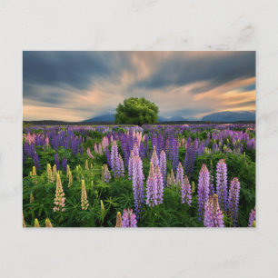Flowers Lupine Field in New Zealand Postcard