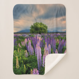 Flowers   Lupine Field in New Zealand Sherpa Blanket