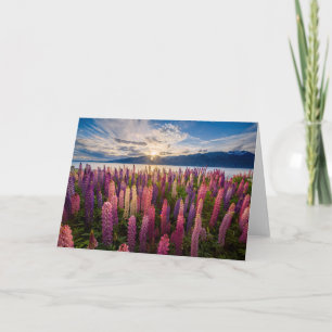 Flowers Lupines New Zealand Card