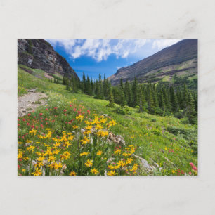 Flowers   Montana Flower Path Postcard