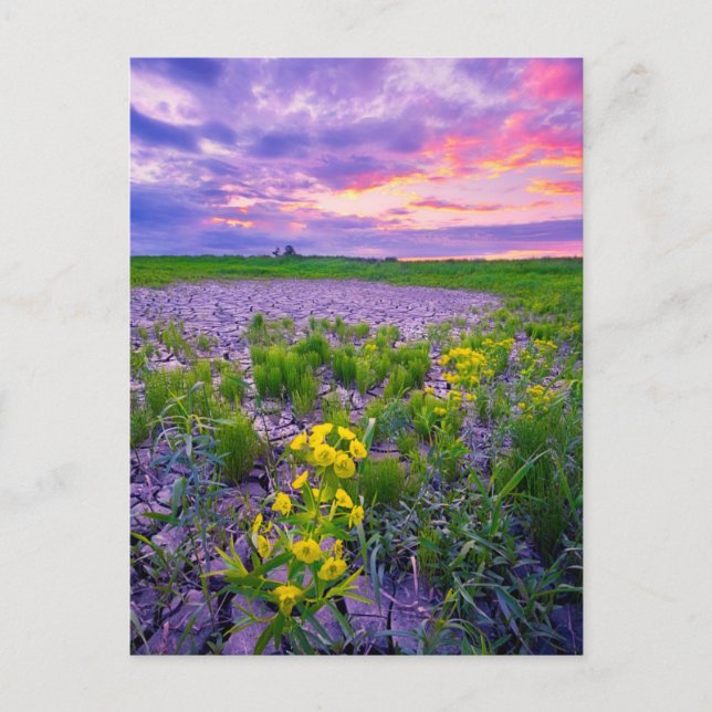 Flowers | North Dakota Red River Valley Postcard (Front)
