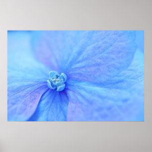 flowers of blue hydrangea poster