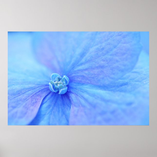 flowers of blue hydrangea poster (Front)