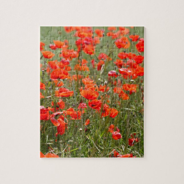 Flowers of common poppy in a field. jigsaw puzzle (Vertical)